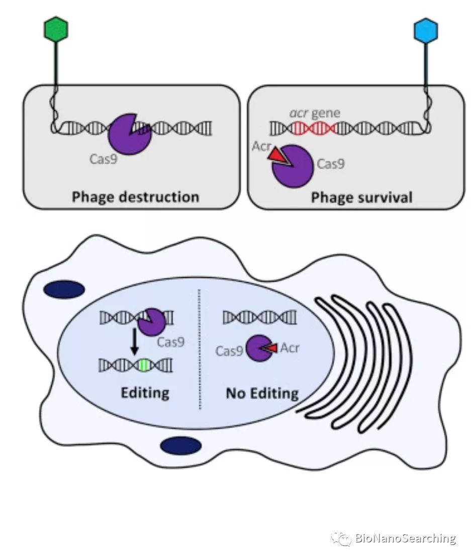 CAS9:CRISPR-CAS9系統(tǒng)的天然 噬菌體源“開(kāi)關(guān)”-肽度TIMEDOO