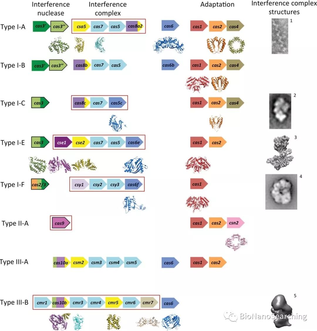 CAS9:CRISPR-CAS9系統(tǒng)的天然 噬菌體源“開(kāi)關(guān)”-肽度TIMEDOO