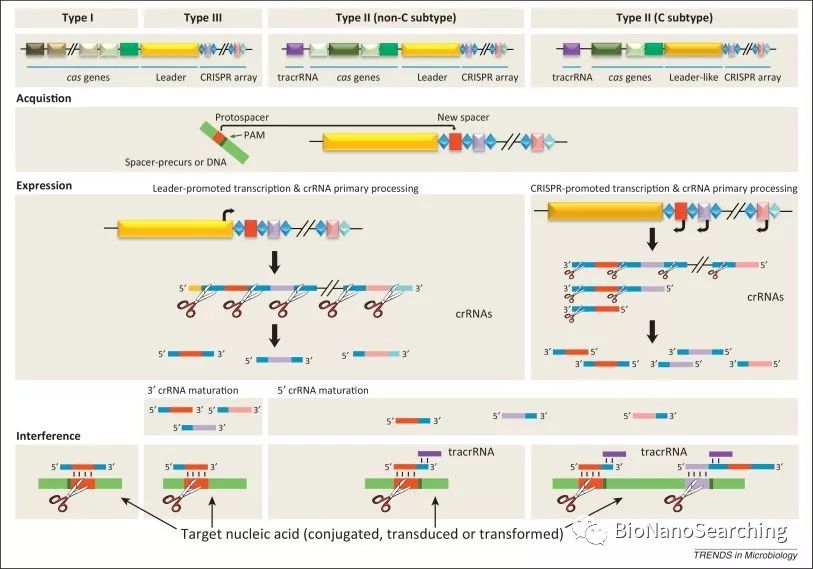 CAS9:CRISPR-CAS9系統(tǒng)的天然 噬菌體源“開(kāi)關(guān)”-肽度TIMEDOO