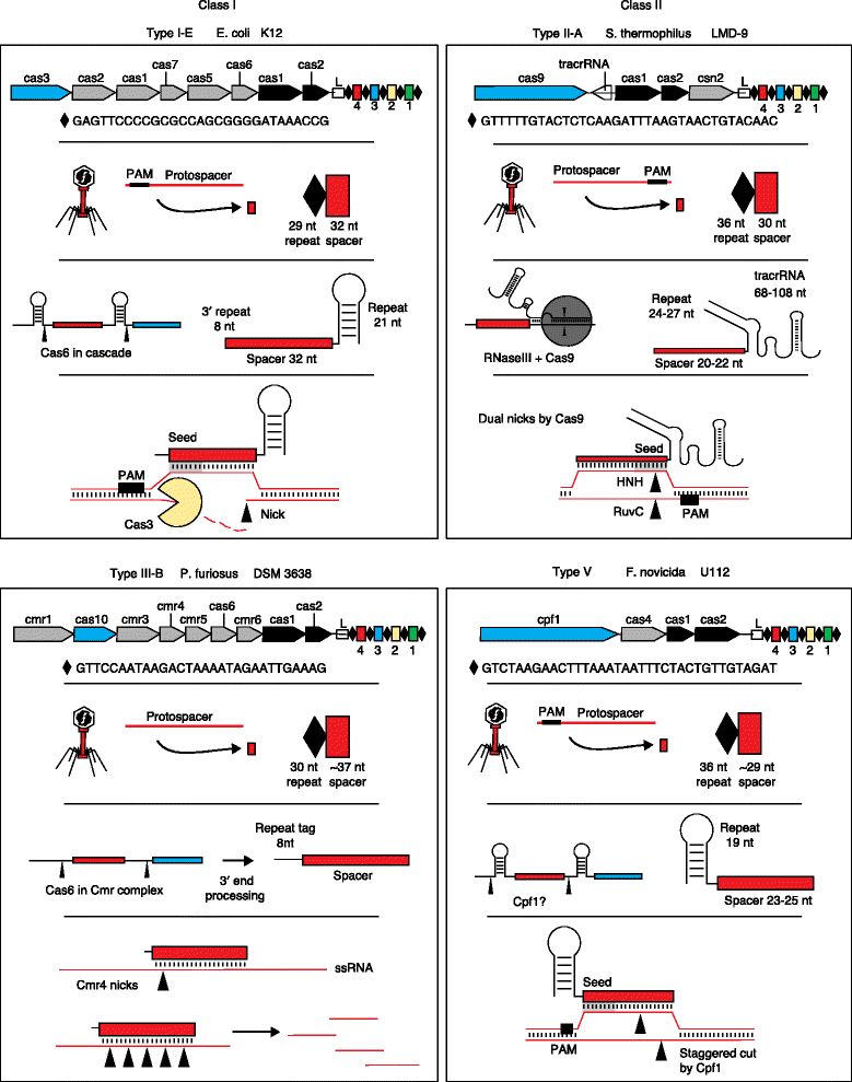 CAS9:CRISPR-CAS9系統(tǒng)的天然 噬菌體源“開(kāi)關(guān)”-肽度TIMEDOO