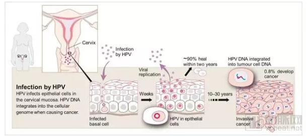 疫苗生產(chǎn)行業(yè)研究報告:探針資本行業(yè)研究-肽度TIMEDOO