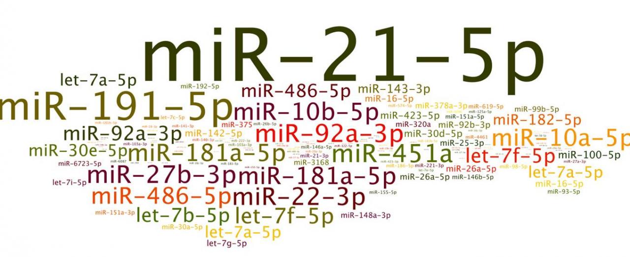 手把手教你miRNA研究套路及引物設(shè)計方法-肽度TIMEDOO