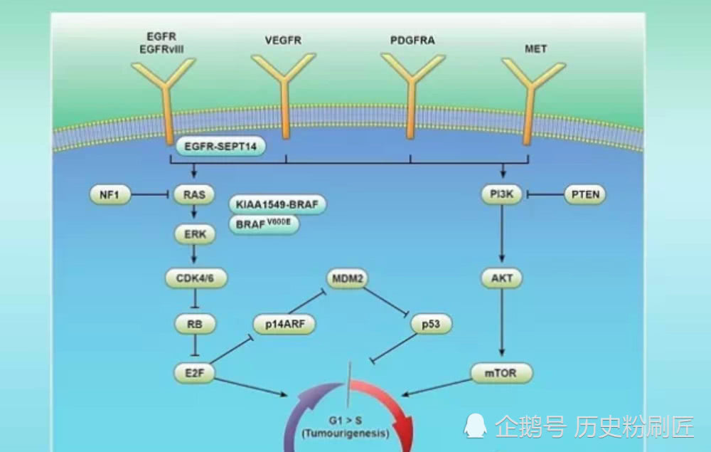 百年抗癌史:人類從來(lái)就沒有停止對(duì)癌癥探索的腳步-肽度TIMEDOO