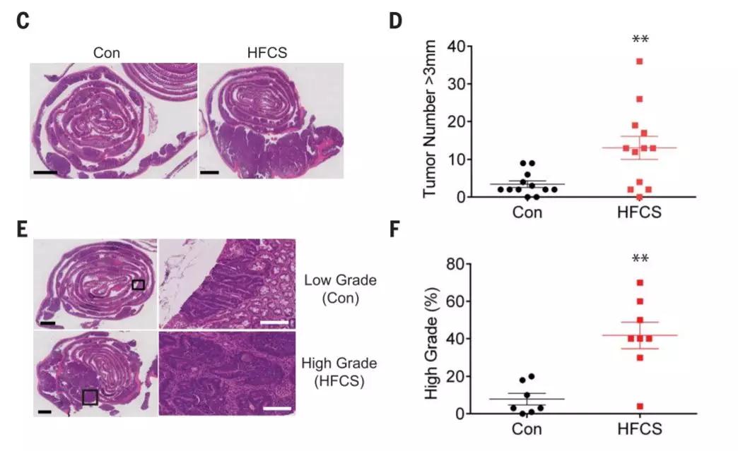 要命還是要快樂？《科學(xué)》發(fā)現(xiàn)糖漿會促進(jìn)腫瘤生長-肽度TIMEDOO