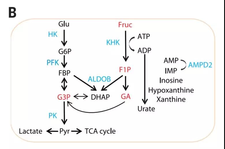 要命還是要快樂？《科學(xué)》發(fā)現(xiàn)糖漿會促進(jìn)腫瘤生長-肽度TIMEDOO