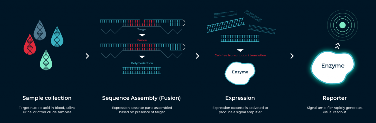 當(dāng)合成生物學(xué)遇上CRISPR，張鋒又成立新公司了-肽度TIMEDOO