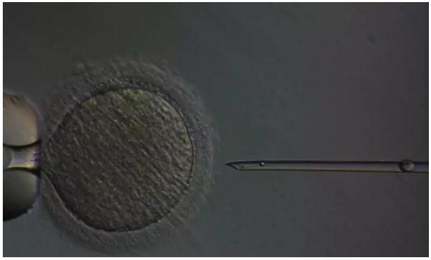 Science：兒童癌癥患者的生育能力有救了，動物實驗已成功生下健康后代-肽度TIMEDOO