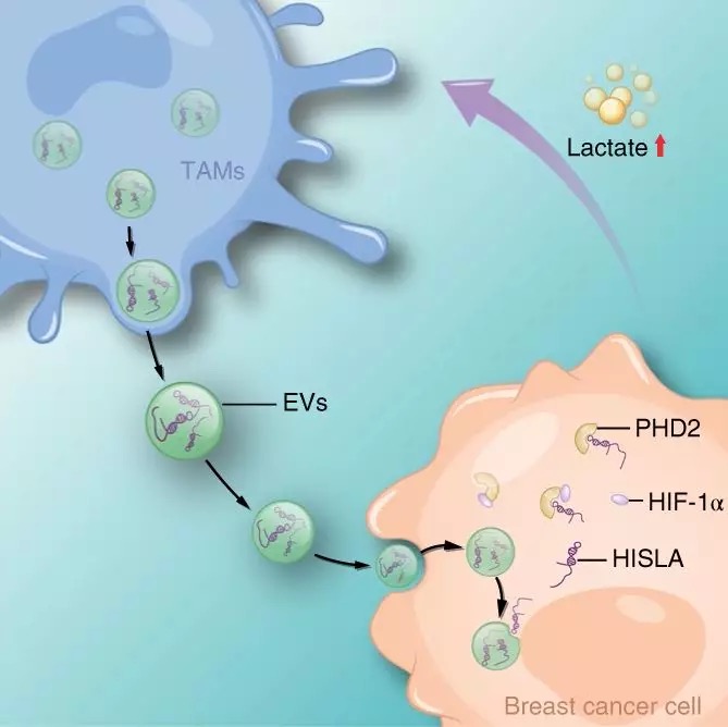 一起來(lái)盤點(diǎn)lncRNA最新研究進(jìn)展(20190404)-肽度TIMEDOO