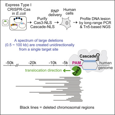 CRISPR-Cas3有治愈疾病潛力-肽度TIMEDOO