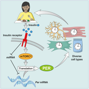 Cell令人意外的新發(fā)現(xiàn)：為什么深夜吃東西會(huì)發(fā)胖？-肽度TIMEDOO