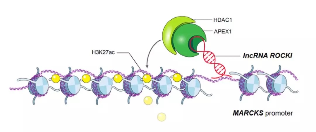 一起來(lái)盤點(diǎn)lncRNA最新研究進(jìn)展(20190404)-肽度TIMEDOO