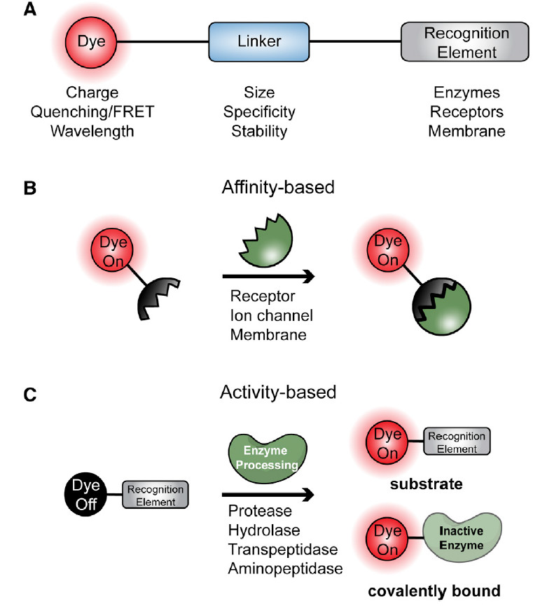 醫(yī)學(xué)“黑科技”來襲:靶向熒光探針-肽度TIMEDOO