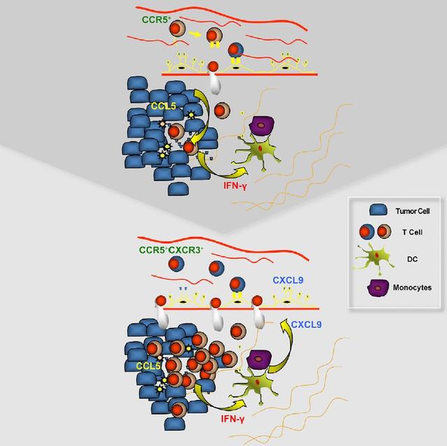 Cancer Cell：T 細(xì)胞打入腫瘤細(xì)胞要先對(duì)好“暗號(hào)”-肽度TIMEDOO