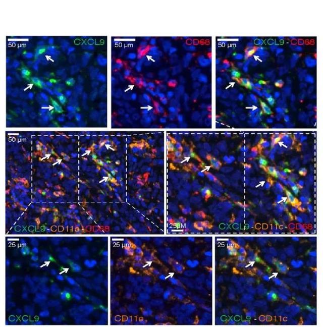 Cancer Cell：T 細(xì)胞打入腫瘤細(xì)胞要先對(duì)好“暗號(hào)”-肽度TIMEDOO