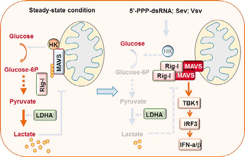 Cell正刊 | 乳酸是靶向MAVS的RLR天然抑制劑-肽度TIMEDOO