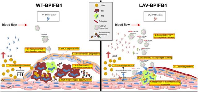 一種“長壽基因”可對抗心血管疾病，意科學(xué)家欲開發(fā)長壽藥-肽度TIMEDOO