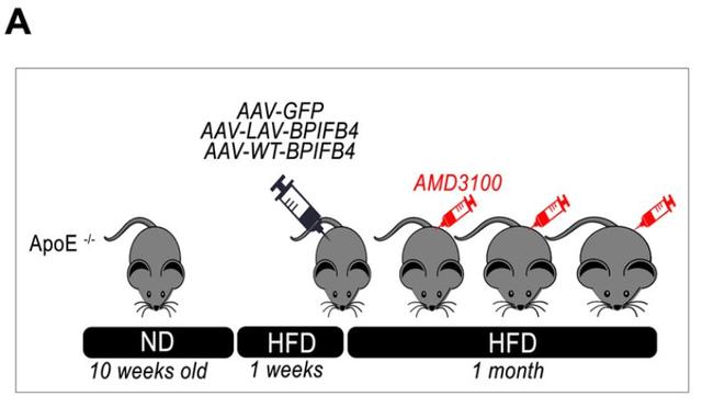 一種“長壽基因”可對抗心血管疾病，意科學(xué)家欲開發(fā)長壽藥-肽度TIMEDOO