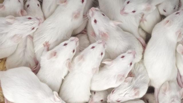 絕大部分實(shí)驗(yàn)鼠是雄性的，為何做實(shí)驗(yàn)也搞“性別歧視”-肽度TIMEDOO