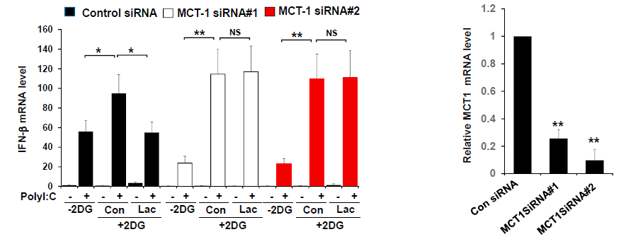 Cell正刊 | 乳酸是靶向MAVS的RLR天然抑制劑-肽度TIMEDOO
