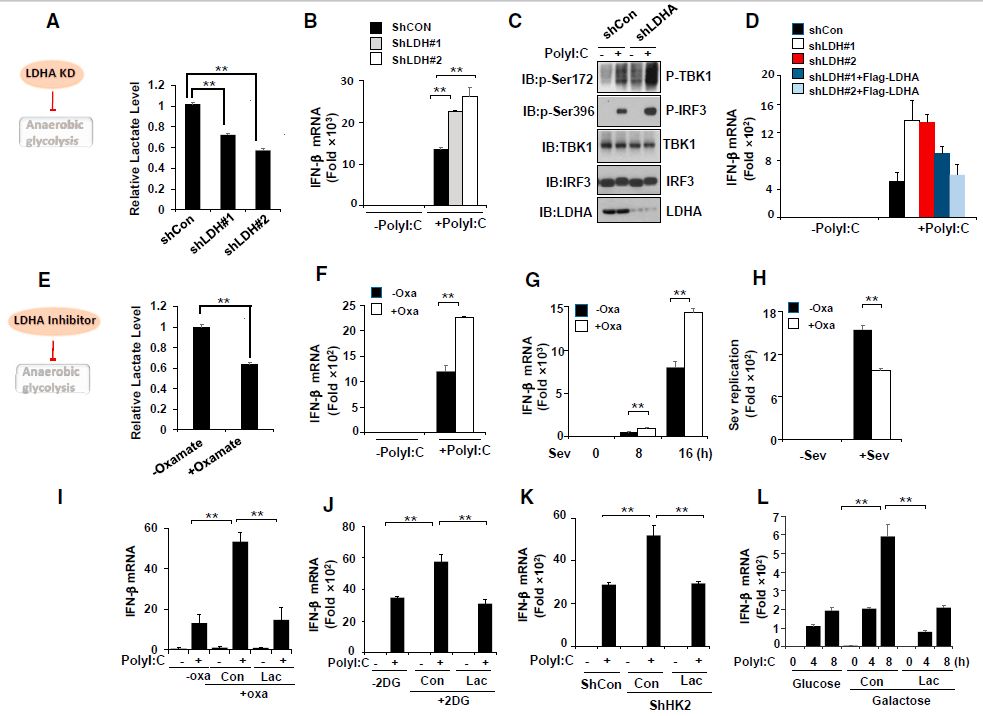 Cell正刊 | 乳酸是靶向MAVS的RLR天然抑制劑-肽度TIMEDOO