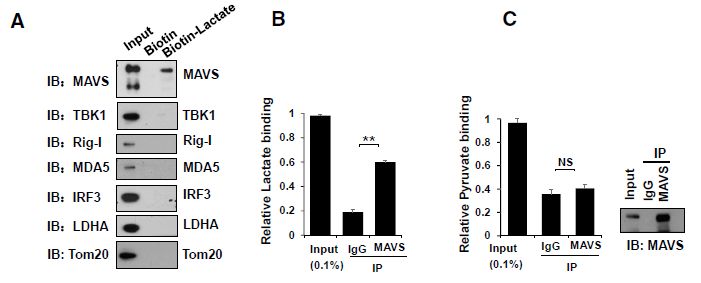 Cell正刊 | 乳酸是靶向MAVS的RLR天然抑制劑-肽度TIMEDOO
