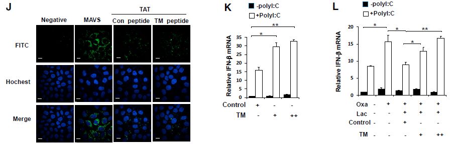Cell正刊 | 乳酸是靶向MAVS的RLR天然抑制劑-肽度TIMEDOO