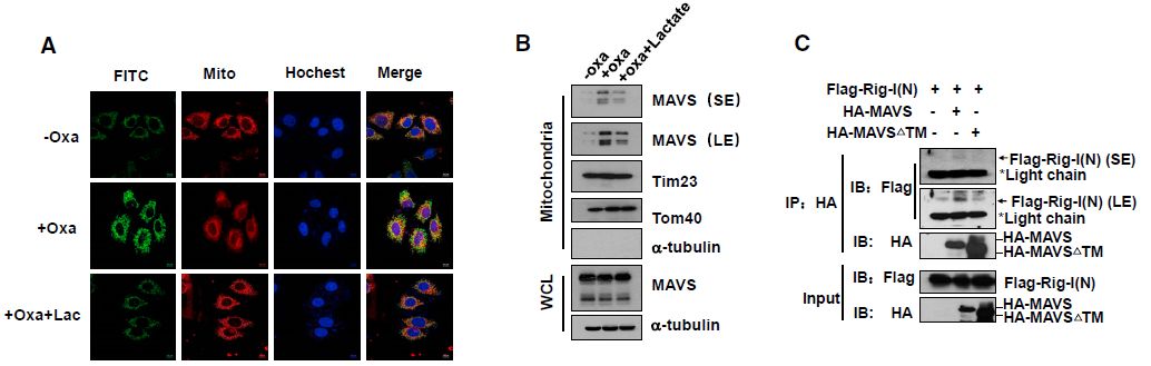 Cell正刊 | 乳酸是靶向MAVS的RLR天然抑制劑-肽度TIMEDOO