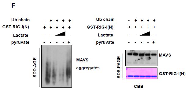 Cell正刊 | 乳酸是靶向MAVS的RLR天然抑制劑-肽度TIMEDOO