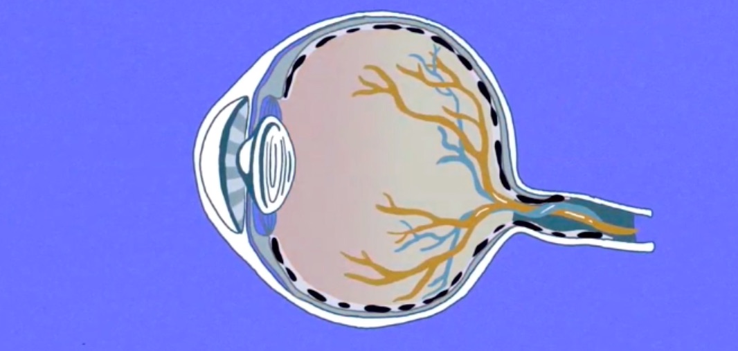 Nature醫(yī)學(xué)動畫:用干細(xì)胞技術(shù)修復(fù)視網(wǎng)膜-肽度TIMEDOO