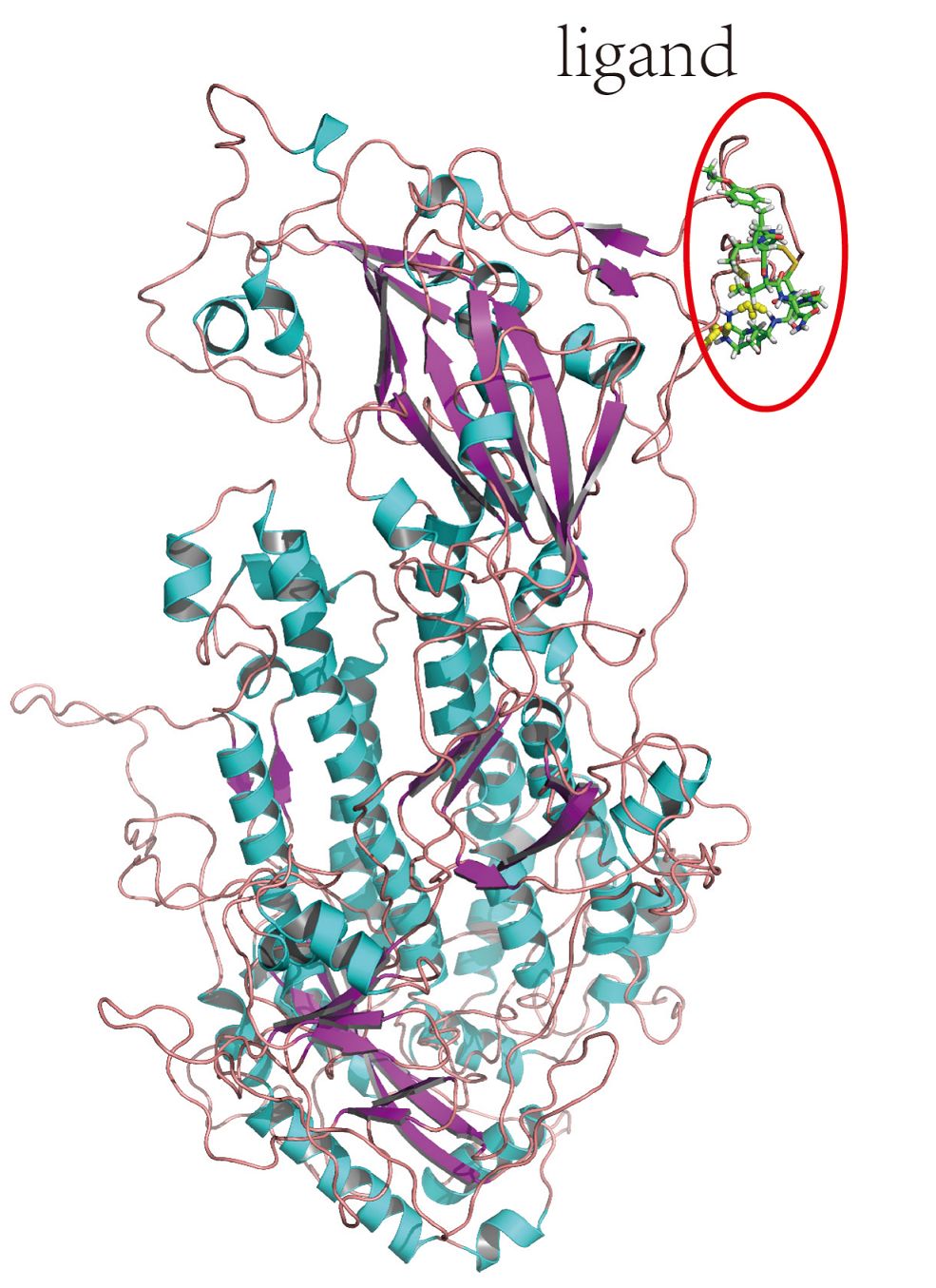 廣東省微生物研究所發(fā)現(xiàn)一批可能對新型冠狀病毒 2019-nCoV具有阻斷作用的已上市藥物-肽度TIMEDOO