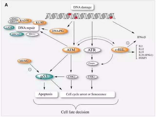 無癥狀病例已現(xiàn)！是誰把新冠病毒帶到武漢？科學(xué)家加速病毒溯源-肽度TIMEDOO