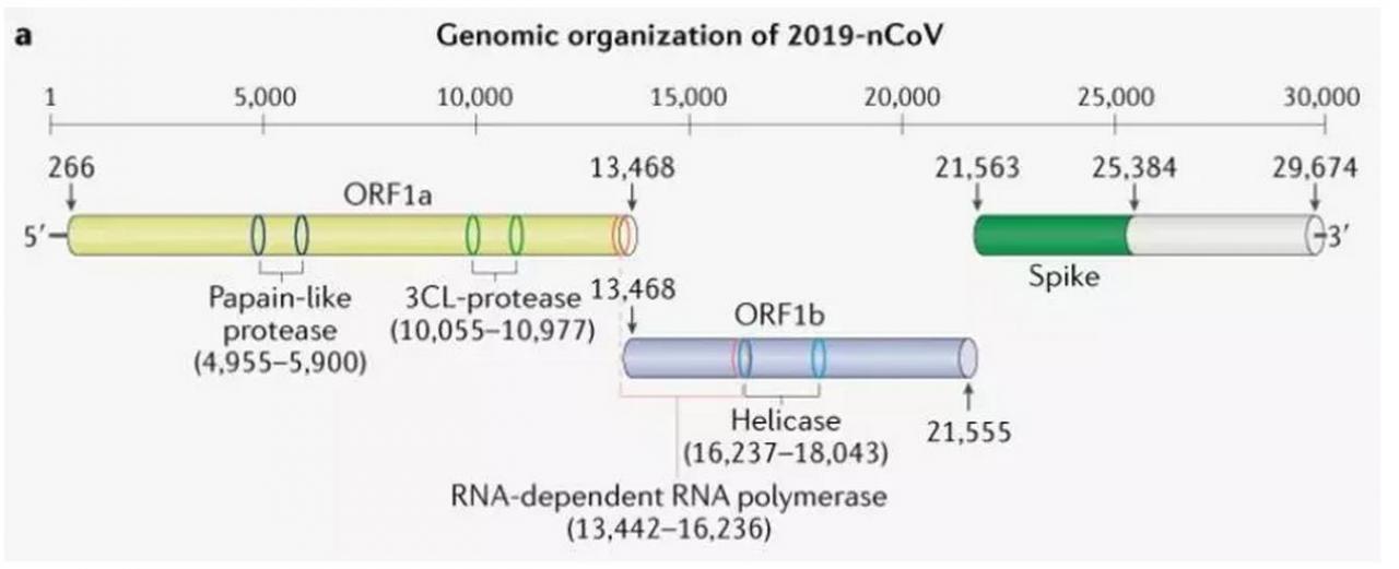 Nature深度：新冠病毒治療方案（附65個(gè)潛在化合物清單）-肽度TIMEDOO