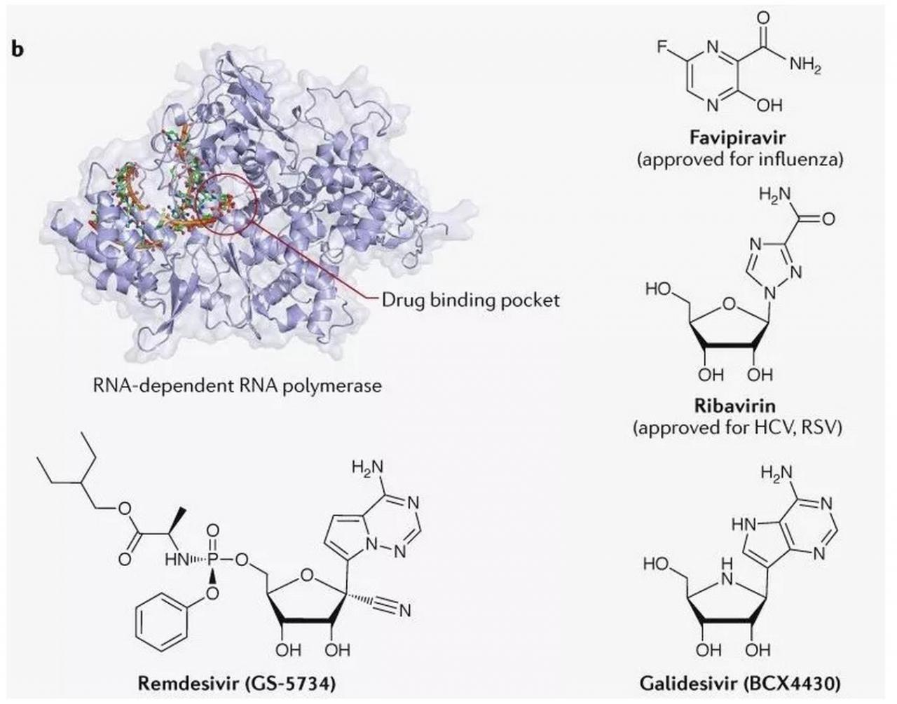 Nature深度：新冠病毒治療方案（附65個(gè)潛在化合物清單）-肽度TIMEDOO