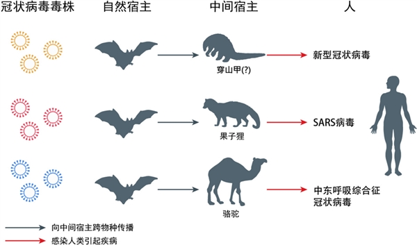 科普:新型冠狀病毒源于自然 而非實(shí)驗(yàn)室-肽度TIMEDOO