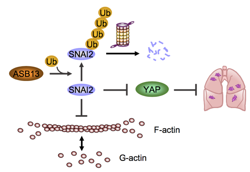 1600589457572096867.png 清華大學:鄭撼球課題組在《基因與發(fā)育》(Genes & Development)發(fā)表合作論文揭示抑制乳腺癌轉(zhuǎn)移的關鍵因子-肽度TIMEDOO