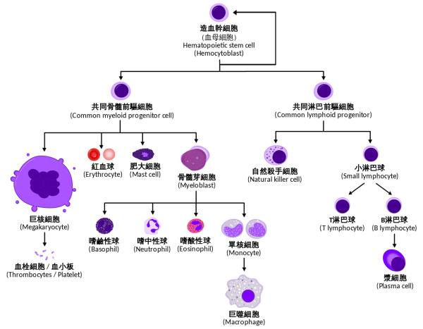 巴塞羅那基因調(diào)控中心:發(fā)現(xiàn)表觀遺傳調(diào)控因子Phf19對于造血干細胞的分化十分關(guān)鍵-肽度TIMEDOO