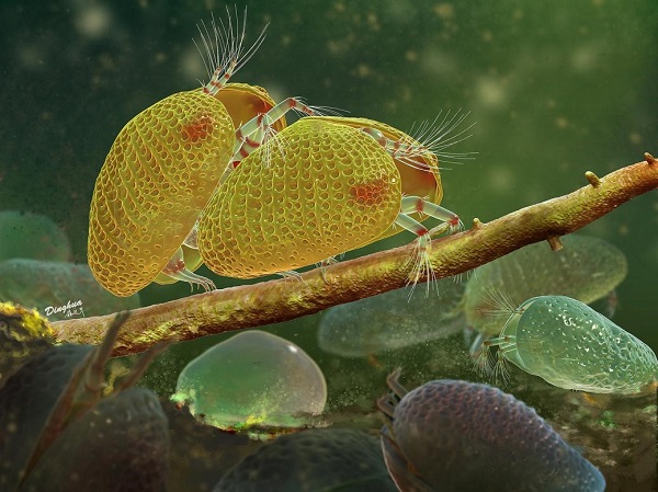 南京古生物所等揭秘一億年前介形蟲的有性生殖行為-肽度TIMEDOO