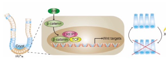 清華大學醫(yī)學院:常智杰教授實驗室在《自然通訊》(Nature Communications)雜志上發(fā)表了題為《CREPT通過調控小鼠腸干細胞功能促進腸道上皮再生》的研究成果-肽度TIMEDOO