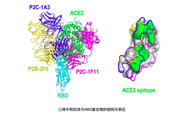 清華大學(xué):張林琦與王新泉課題組深度解析人體中和抗體抑制新冠病毒的分子機(jī)制-肽度TIMEDOO