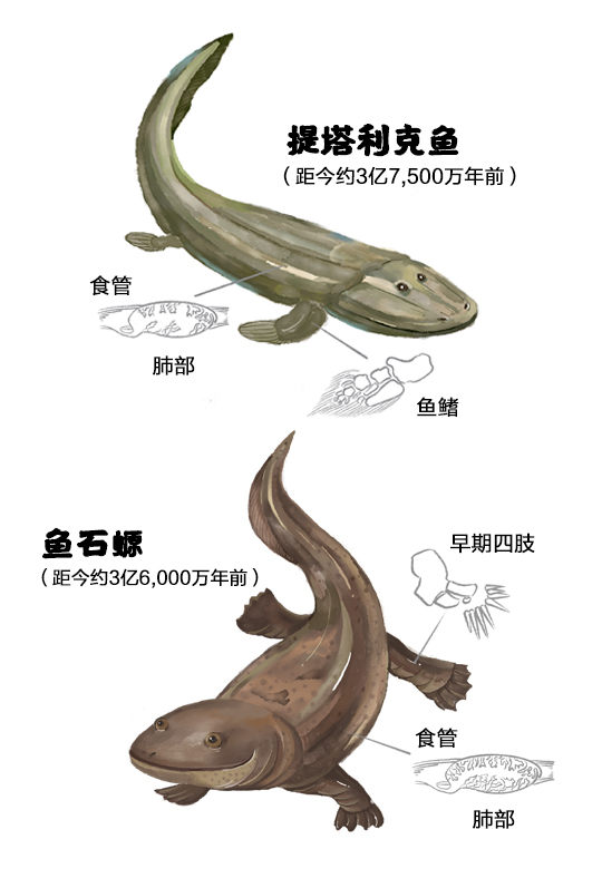 魚是怎么爬上陸地的？華大等機構同期2篇Cell論文揭示脊椎動物從水生到陸生的演化之謎!-肽度TIMEDOO