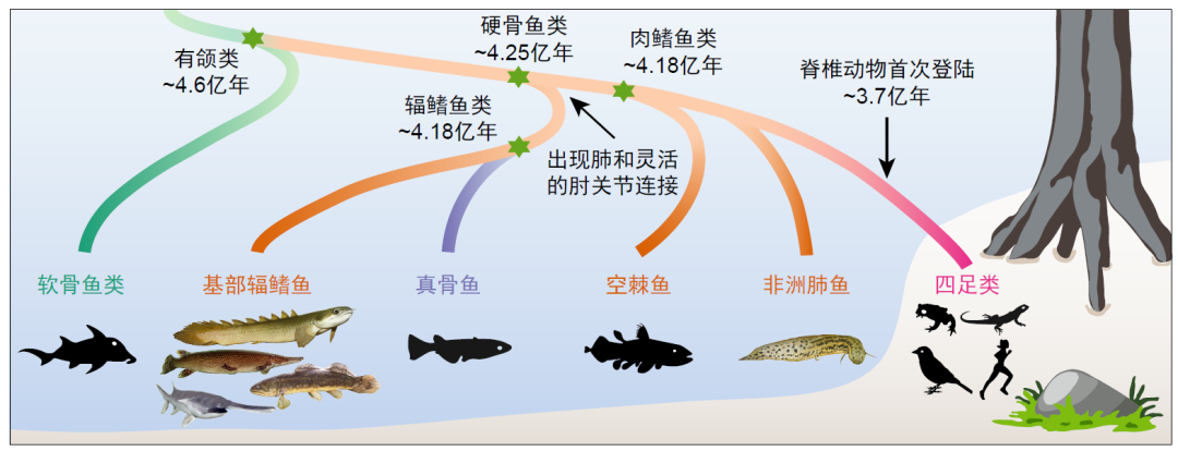 魚是怎么爬上陸地的？華大等機構同期2篇Cell論文揭示脊椎動物從水生到陸生的演化之謎!-肽度TIMEDOO
