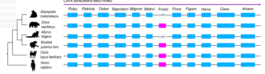 世界上有兩種大熊貓？華大等機(jī)構(gòu)發(fā)布高質(zhì)量大熊貓基因組，帶你解密?chē)?guó)寶-肽度TIMEDOO