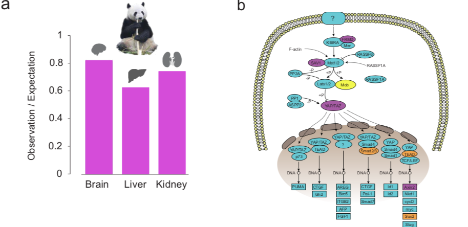 世界上有兩種大熊貓？華大等機(jī)構(gòu)發(fā)布高質(zhì)量大熊貓基因組，帶你解密?chē)?guó)寶-肽度TIMEDOO