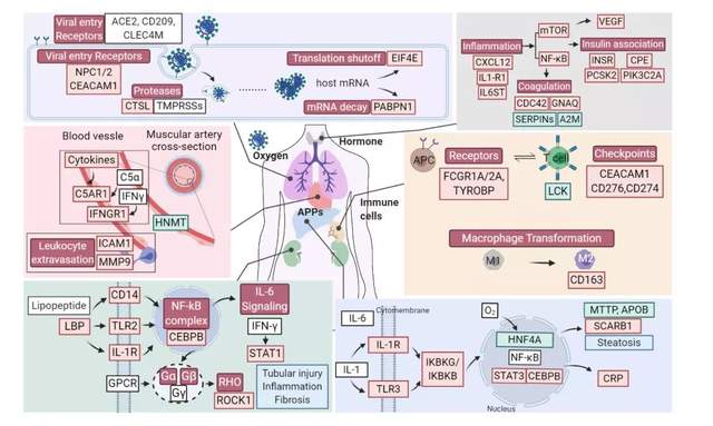 西湖大學(xué)繪制首張新冠患者多器官分子病理全景圖，死亡患者睪丸組織10個(gè)蛋白明顯改變-肽度TIMEDOO