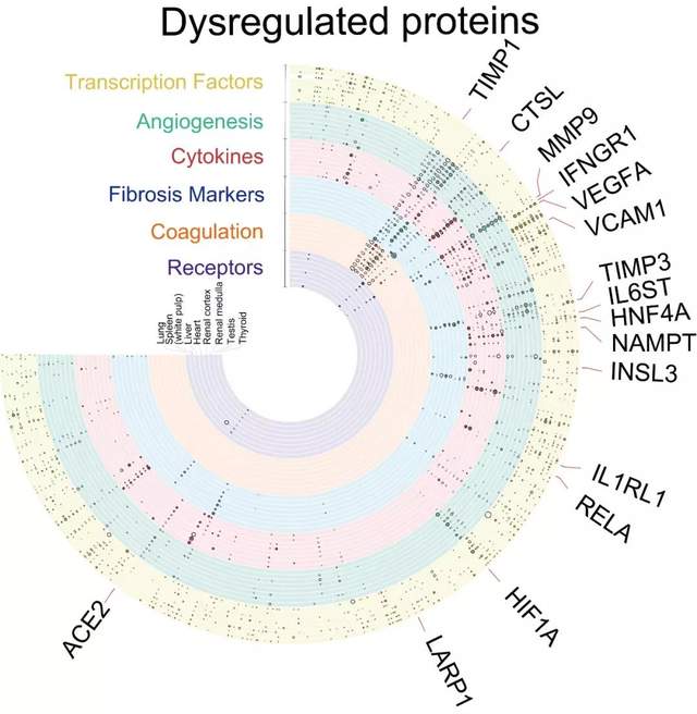 西湖大學(xué)繪制首張新冠患者多器官分子病理全景圖，死亡患者睪丸組織10個(gè)蛋白明顯改變-肽度TIMEDOO