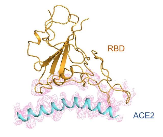 西湖大學(xué)繪制首張新冠患者多器官分子病理全景圖，死亡患者睪丸組織10個(gè)蛋白明顯改變-肽度TIMEDOO