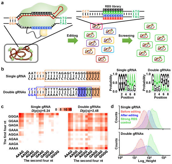 天津工生所開發(fā)出新型染色體原位多基因表達調控技術-肽度TIMEDOO