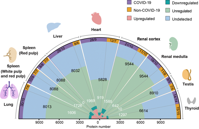 西湖大學(xué)繪制首張新冠患者多器官分子病理全景圖，死亡患者睪丸組織10個(gè)蛋白明顯改變-肽度TIMEDOO