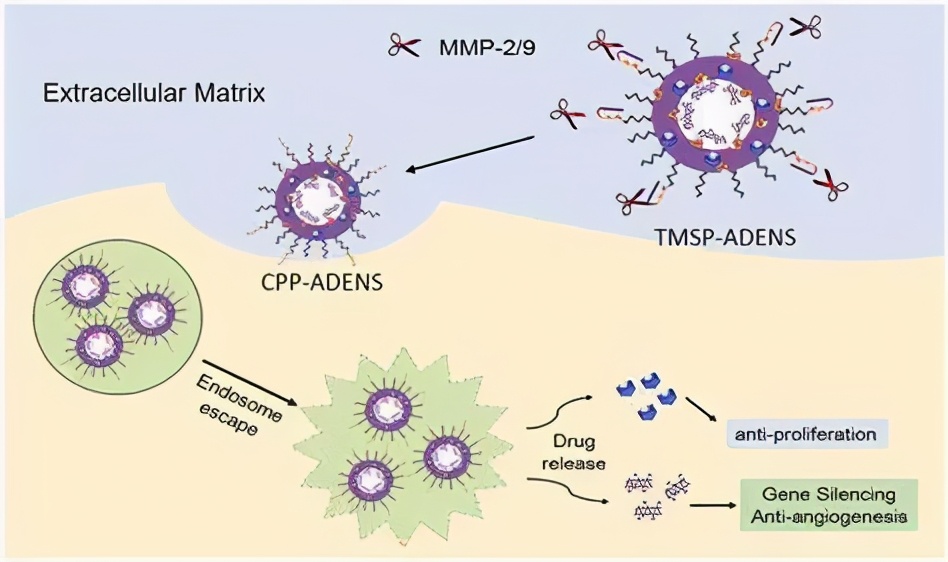 mRNA新冠疫苗研發(fā)成功，若用于治療其他疾病，還將面臨哪些挑戰(zhàn)？-肽度TIMEDOO