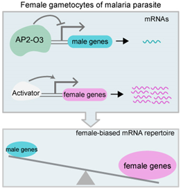 廈門(mén)大學(xué)袁晶課題組在EMBO Reports發(fā)表研究論文，揭示瘧原蟲(chóng)有性生殖中雌雄配子體性別決定的分子機(jī)制-肽度TIMEDOO